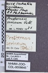 Etiketten zu Prosternon sericeum (NHMW-ZOO-COL-0008645)